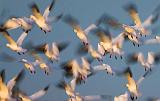 Snow Geese Flyout_30624A